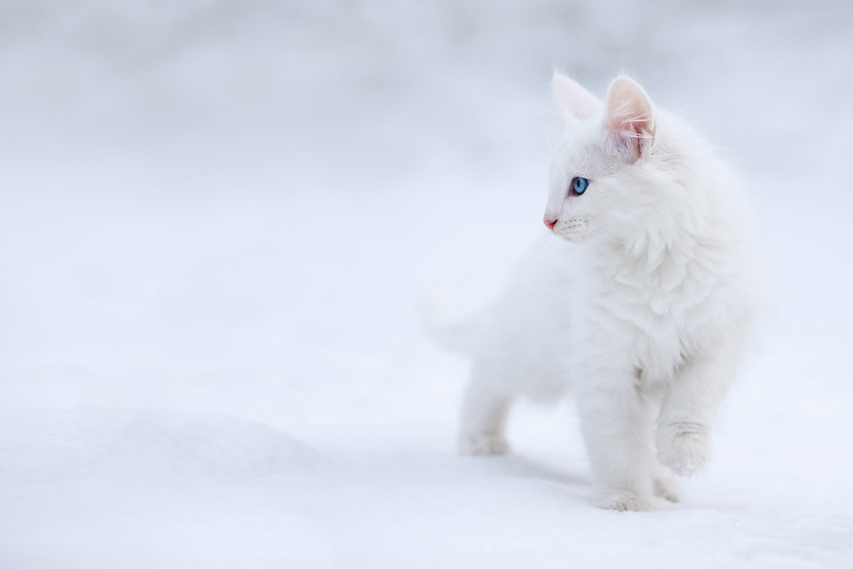 canvas-print-white-as-snow