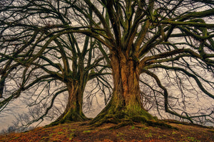3-piece-acrylic-print-ghostly-trees