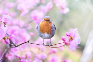 3-piece-acrylic-print-spring-bird