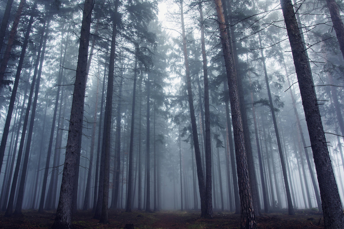 framedposter-print-mysterious-foggy-forest-x