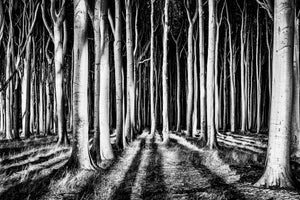 canvas-print-ghost-forest