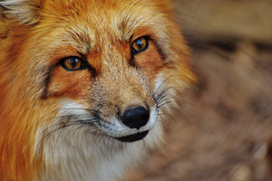 framedposter-print-the-fox