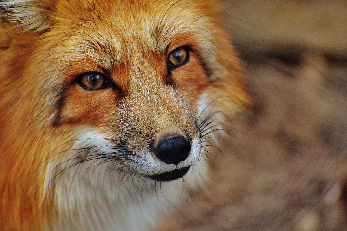 framedposter-print-the-fox