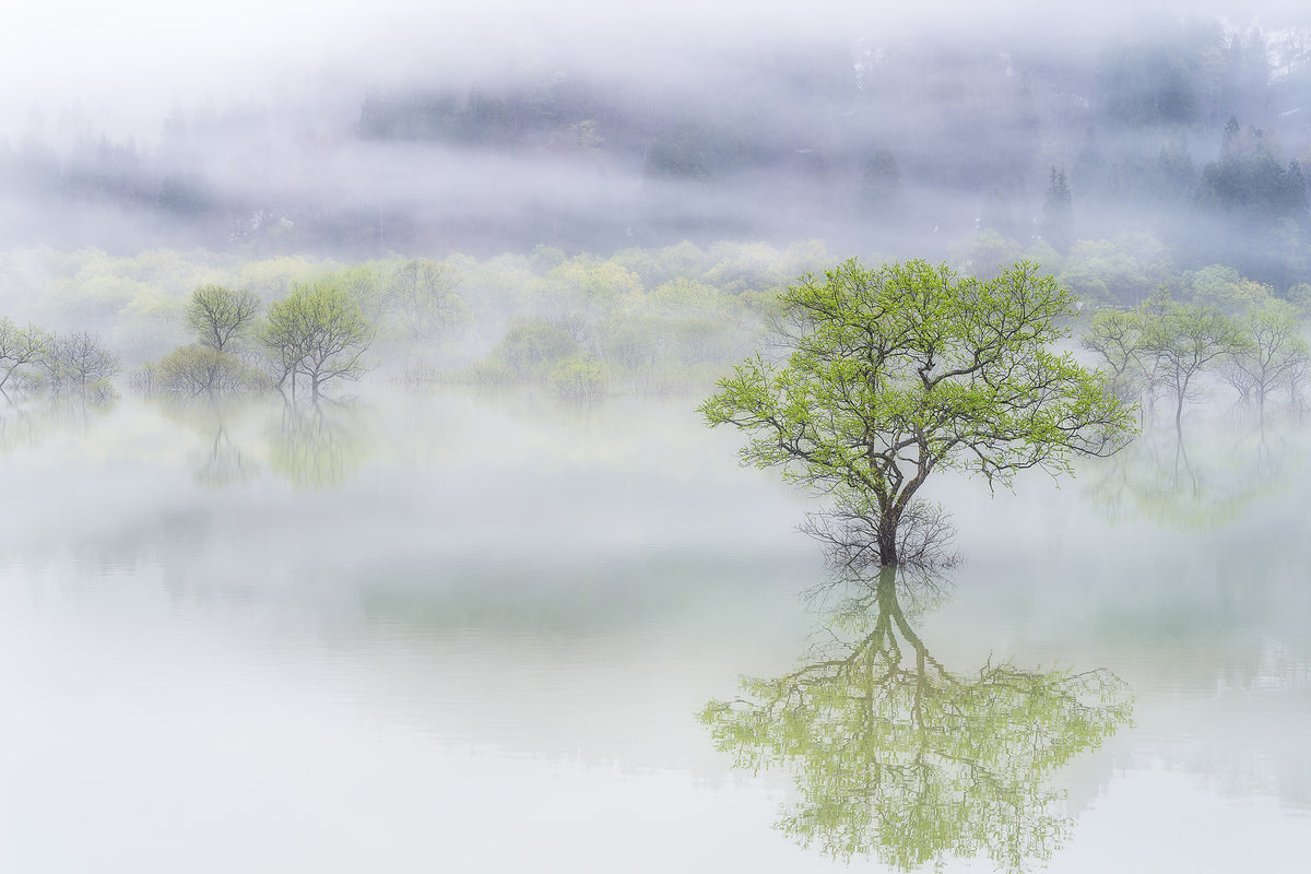 framedposter-print-dreamy-tree-x
