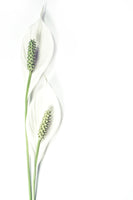 poster-print-lily-seed-pods