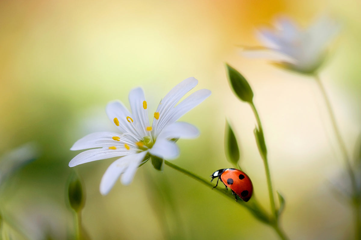 framedposter-print-summer-beauties-x
