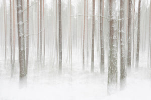 acrylic-print-winterforest-in-sweden-x