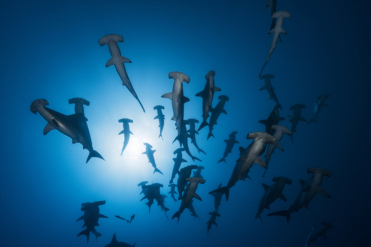 poster-print-hammerhead-sharks-in-the-light