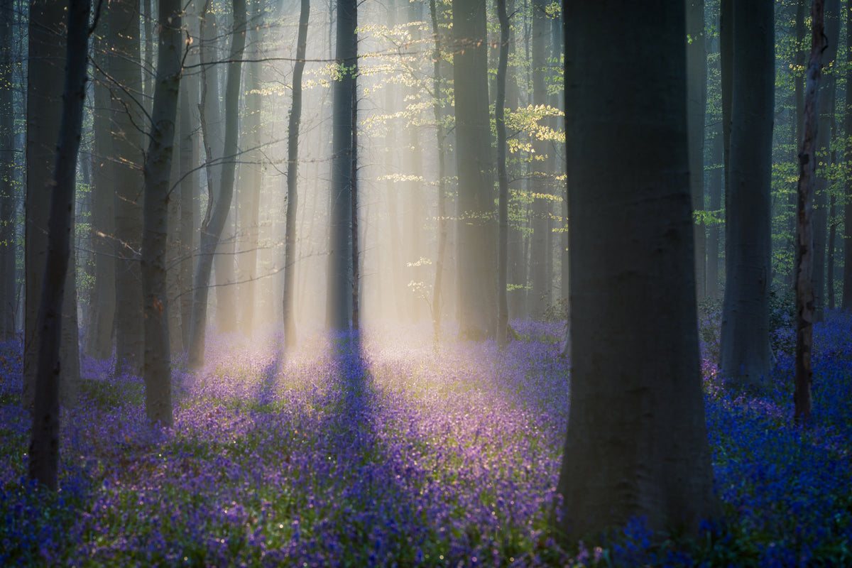 aluminium-print-velvet-light