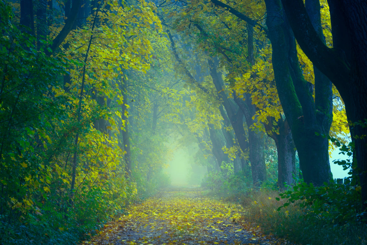 framedcanvas-print-green-forest