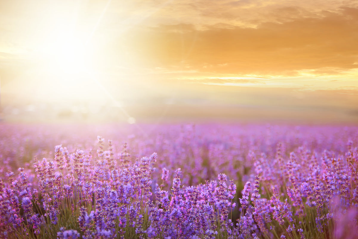 3-piece-acrylic-print-sunset-in-lavender-field