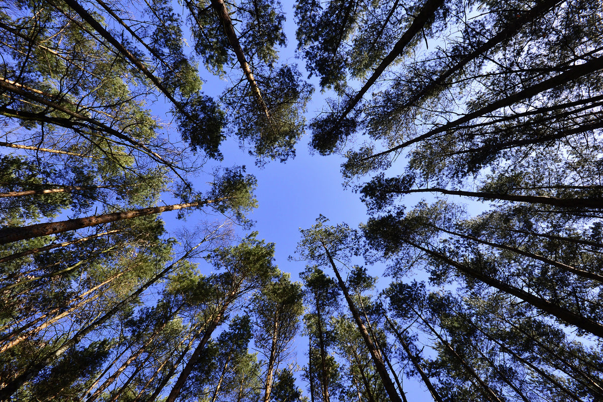 3-piece-canvas-print-under-high-treetops