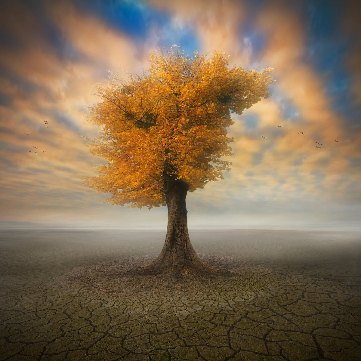 acrylic-print-lonesome