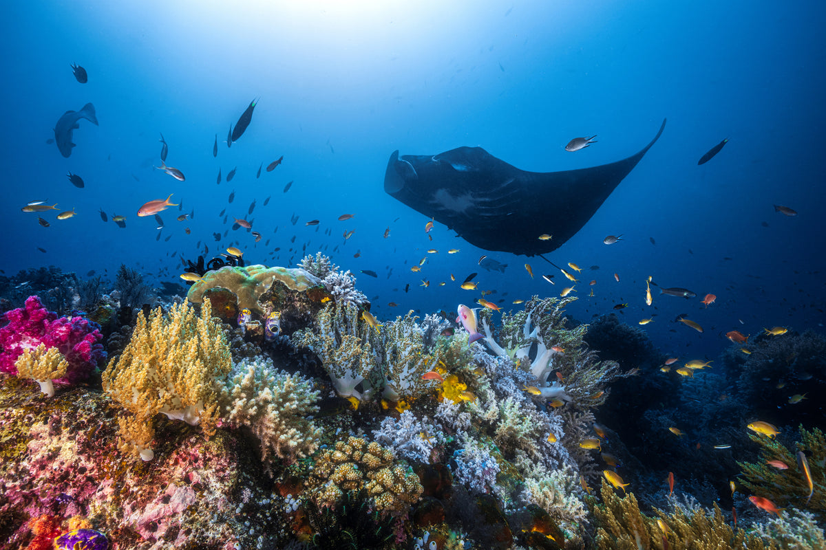 poster-print-manta-reef-on-the-reef-x