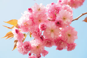 acrylic-print-the-cherry-blossoms
