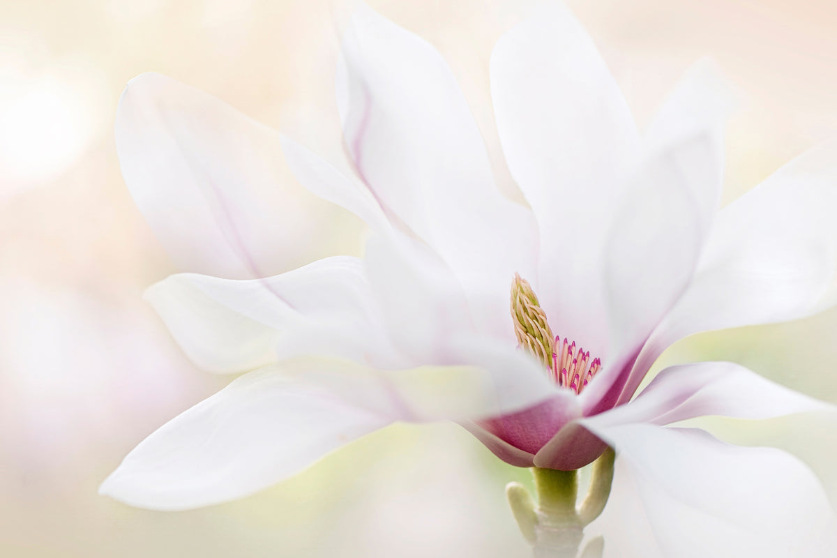 acrylic-print-purity-x