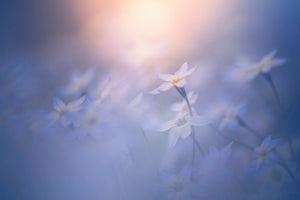 framedposter-print-in-the-pale-light-x