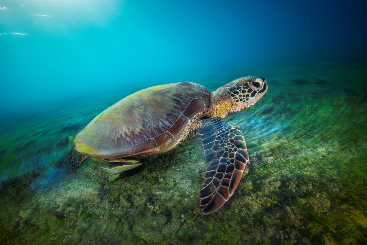 3-piece-acrylic-print-green-turtle