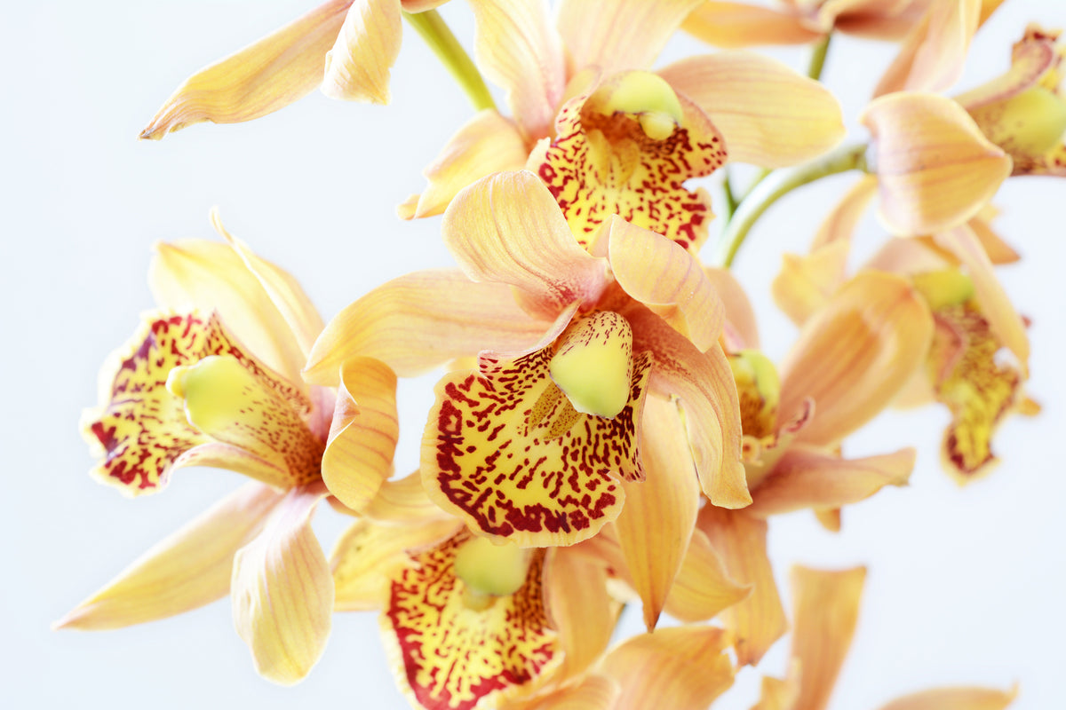3-piece-canvas-print-yellow-orchid