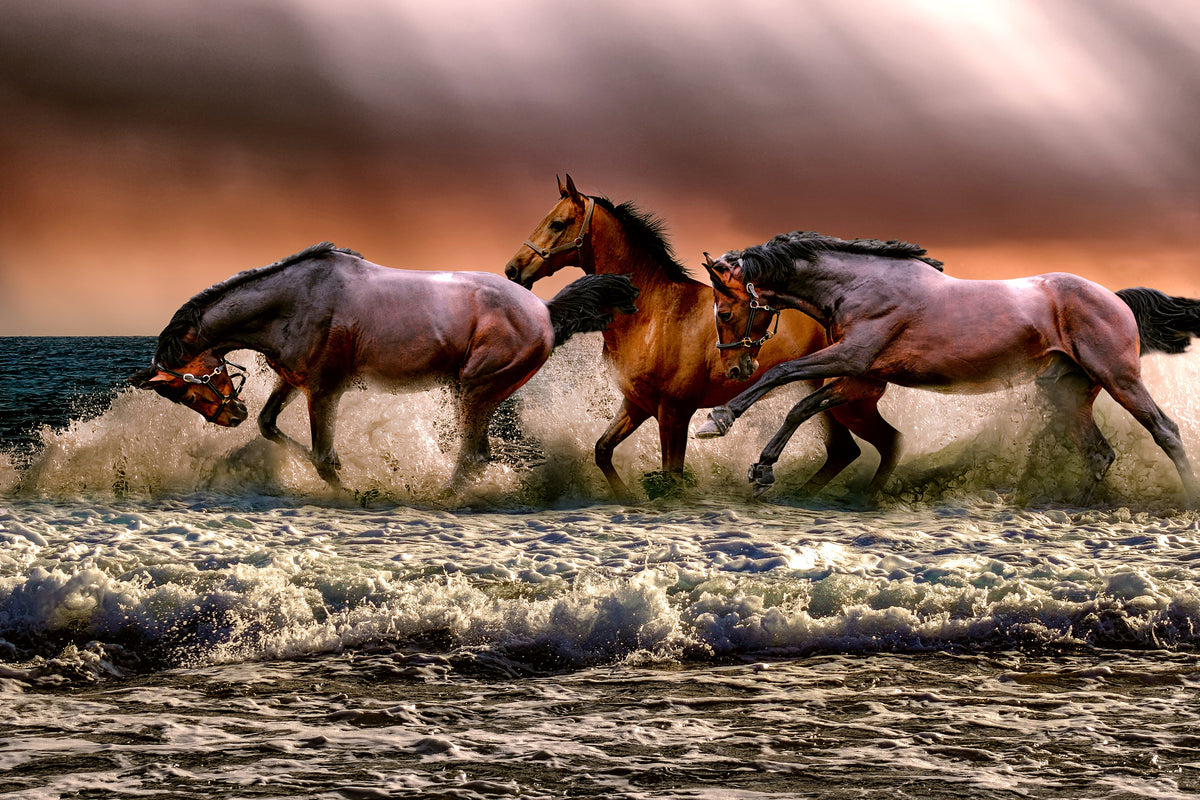aluminium-print-freedom-for-horses