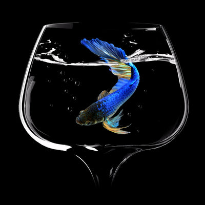 poster-print-betta-fish-dance