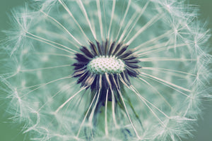 poster-print-close-up-dandelion