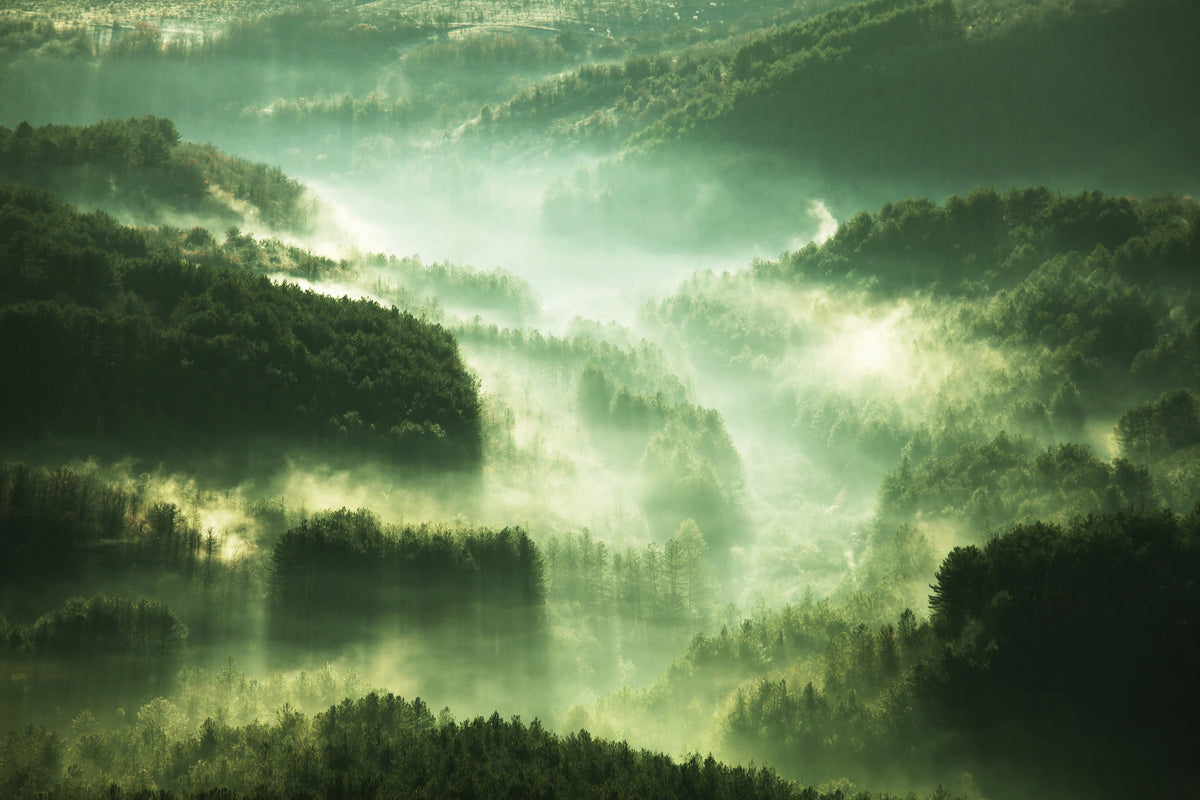 framedposter-print-over-the-woods
