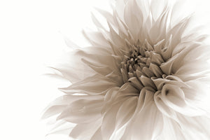 framedposter-print-dignified-x