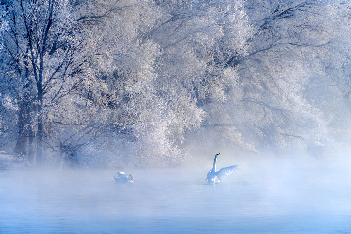 poster-print-swan-lake-x