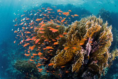 poster-print-reefscape-x