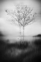 poster-print-that-tree