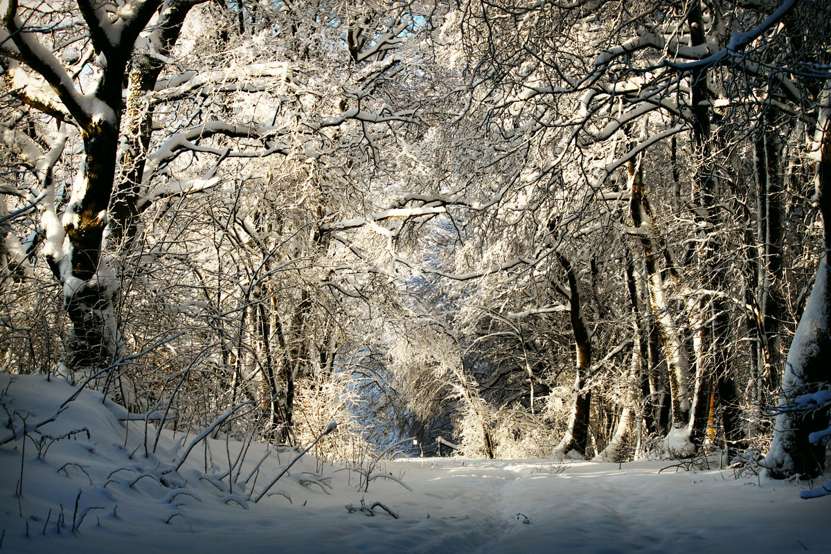 acrylic-print-a-winter-dream