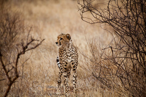 poster-print-elegant-cheetah