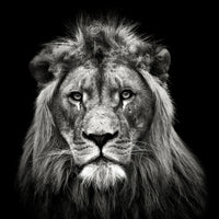 poster-print-young-male-lion-x