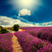 aluminium-print-the-lavender-valley