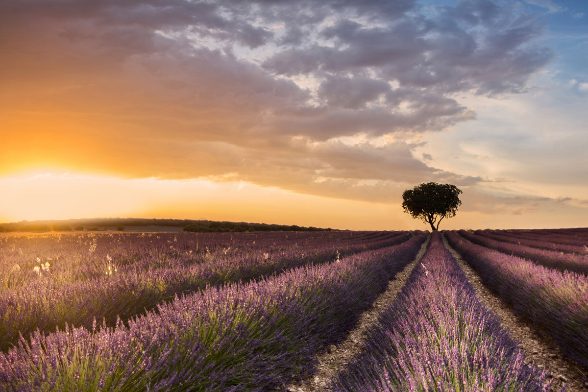 framedposter-print-destination-lavender-x