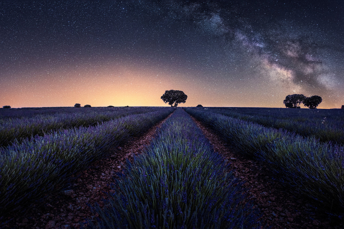 acrylic-print-lavender-fields-xxw
