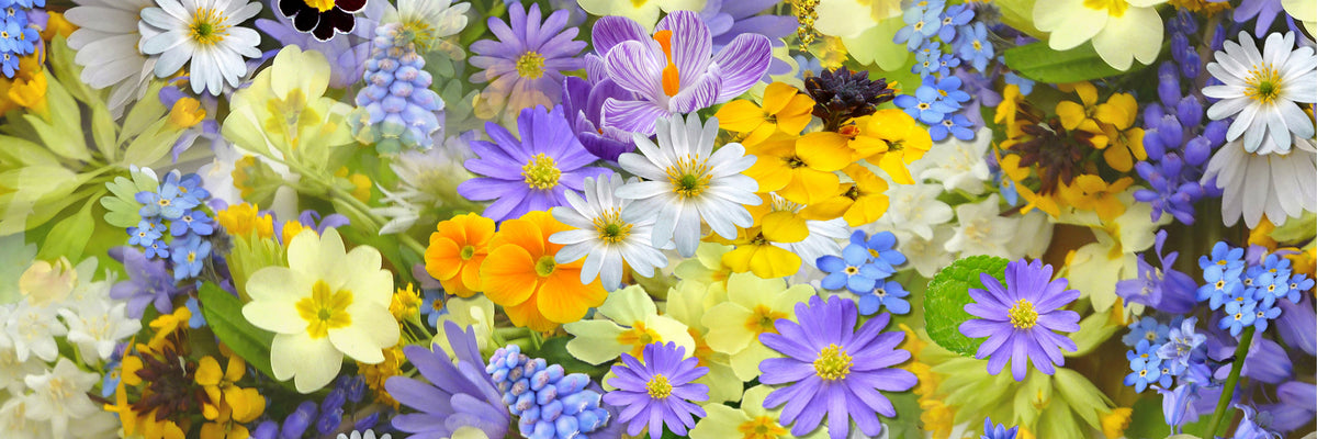 panoramic-acrylic-print-fresh-spring-flowers-panorama