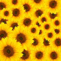 4-piece-acrylic-print-a-bouquet-sunflower