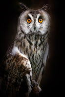 framedcanvas-print-longeared-owl-portrait-x