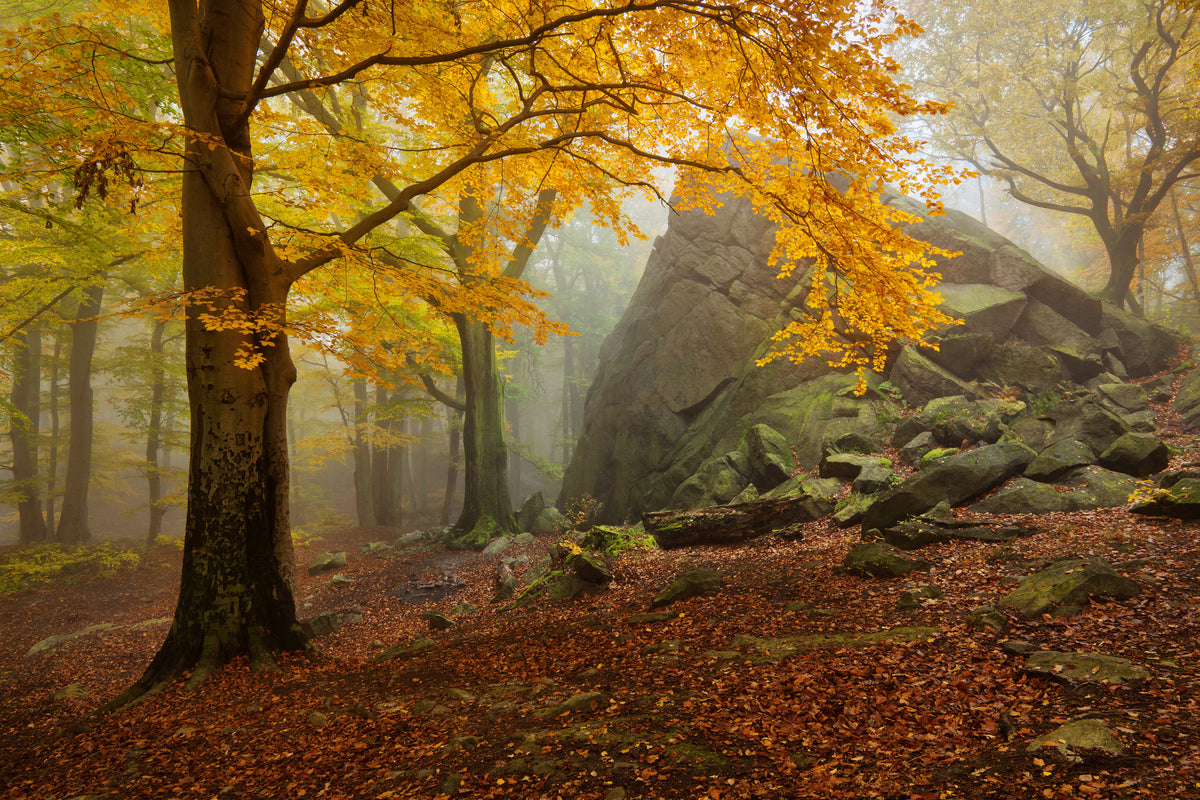 framedcanvas-print-autumn-forest-x