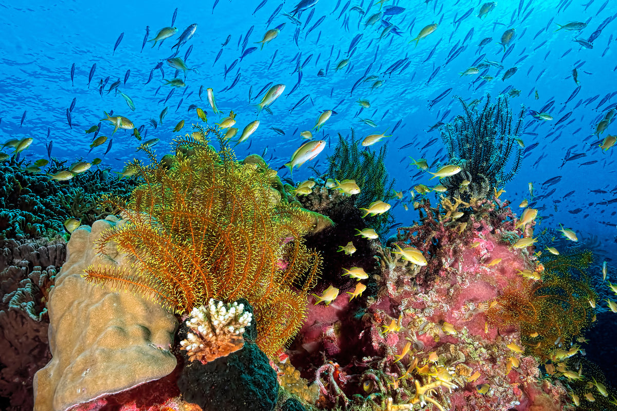 framedcanvas-print-reef-at-cabilao-x