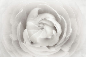 3-piece-canvas-print-ranunculus