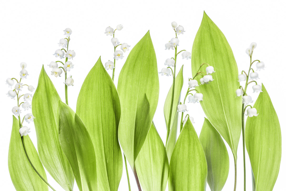 modern-3-piece-canvas-print-lily-of-the-valley