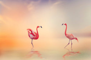3-piece-aluminium-print-romantic-flamingos