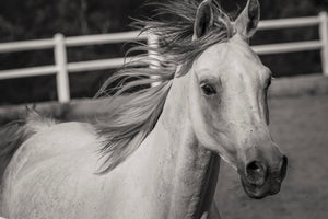 3-piece-canvas-print-there-is-a-horse
