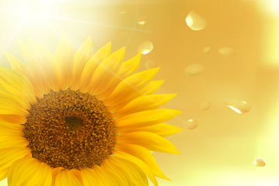 poster-print-sunflower-in-morning-dew