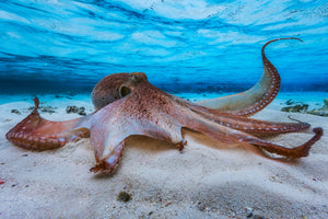 3-piece-aluminium-print-octopus