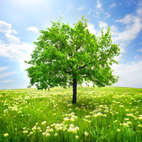 acrylic-print-the-tree
