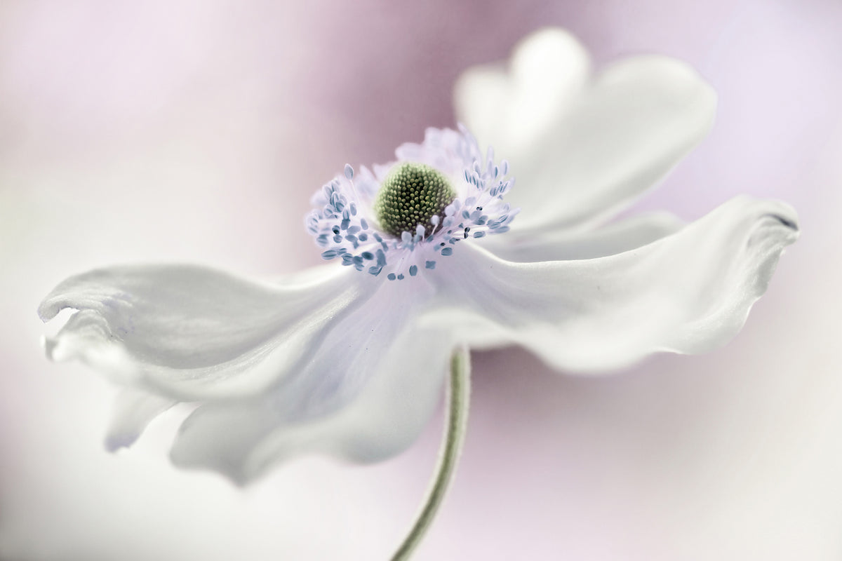 aluminium-print-anemone-breeze